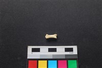 藏品(狗骨)的圖片