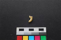 藏品(狗骨)的圖片