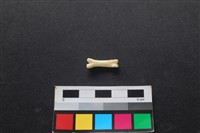 藏品(狗骨)的圖片