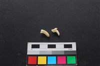 藏品(狗骨)的圖片