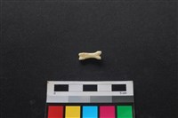 藏品(狗骨)的圖片