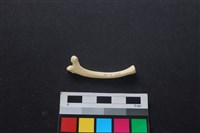 藏品(狗骨)的圖片