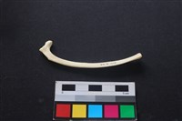 藏品(狗骨)的圖片