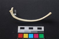 藏品(狗骨)的圖片