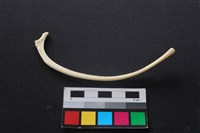 藏品(狗骨)的圖片