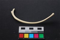 藏品(狗骨)的圖片