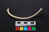 藏品(狗骨)的圖片