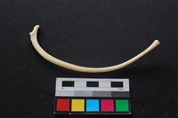 藏品(狗骨)的圖片