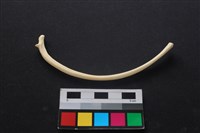 藏品(狗骨)的圖片