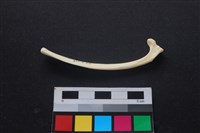 藏品(狗骨)的圖片