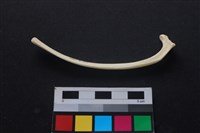 藏品(狗骨)的圖片