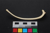 藏品(狗骨)的圖片