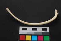 藏品(狗骨)的圖片