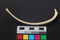 藏品(狗骨)的圖片