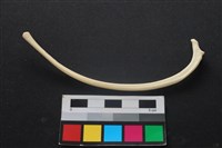 藏品(狗骨)的圖片