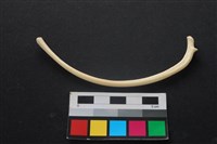 藏品(狗骨)的圖片