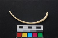 藏品(狗骨)的圖片