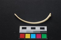 藏品(狗骨)的圖片