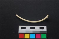 藏品(狗骨)的圖片