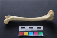 藏品(狗骨)的圖片