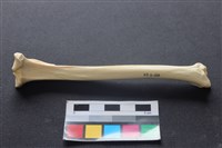 藏品(狗骨)的圖片