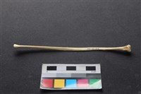 藏品(狗骨)的圖片