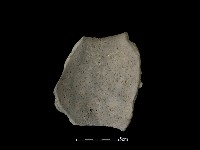 藏品(陶片)的圖片