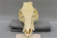 藏品(豬骨)的圖片