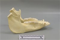 藏品(豬骨)的圖片