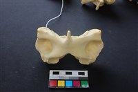 藏品(豬骨)的圖片