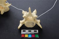 藏品(豬骨)的圖片