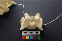 藏品(豬骨)的圖片