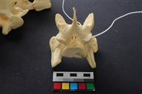 藏品(豬骨)的圖片