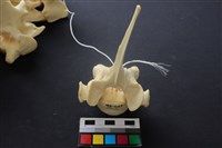 藏品(豬骨)的圖片