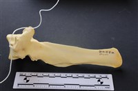 藏品(豬骨)的圖片