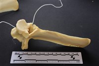 藏品(豬骨)的圖片