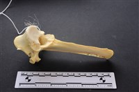 藏品(豬骨)的圖片