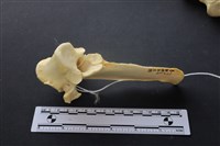 藏品(豬骨)的圖片