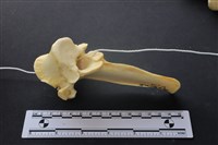 藏品(豬骨)的圖片