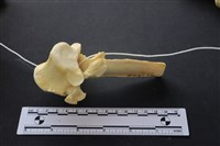 藏品(豬骨)的圖片