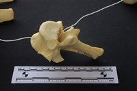 藏品(豬骨)的圖片