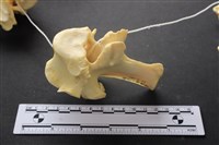 藏品(豬骨)的圖片