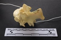 藏品(豬骨)的圖片