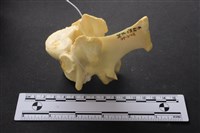 藏品(豬骨)的圖片