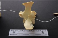 藏品(豬骨)的圖片