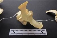 藏品(豬骨)的圖片