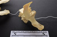 藏品(豬骨)的圖片