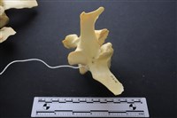 藏品(豬骨)的圖片