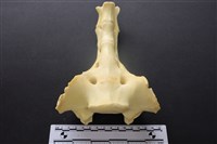 藏品(豬骨)的圖片