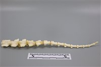 藏品(豬骨)的圖片